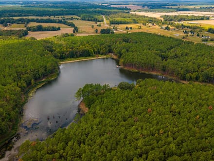 Lake and Forest Beauty