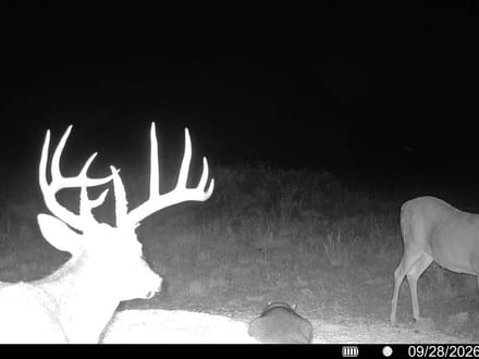 86± Acres | Kingman County, Kansas Hunting & Income Potential Near the Chikaskia River