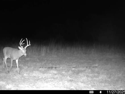 86± Acres | Kingman County, Kansas Hunting & Income Potential Near the Chikaskia River