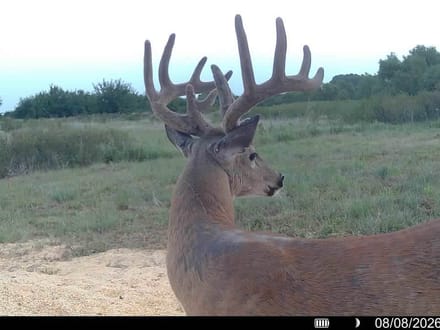 86± Acres | Kingman County, Kansas Hunting & Income Potential Near the Chikaskia River