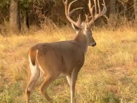 Craft High-Fence Ranch 2,270± Acres | Duncan, Oklahoma