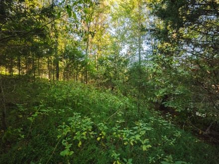 Waterfront Lot for Sale on Cherokee Lake in Whitesburg, TN!