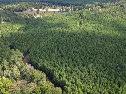 JO248 - Jasper County Land & Timber Sale Bid 