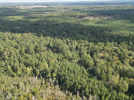 JO248 - Jasper County Land & Timber Sale Bid 