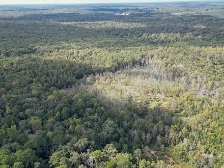 JO248 - Jasper County Land & Timber Sale Bid 