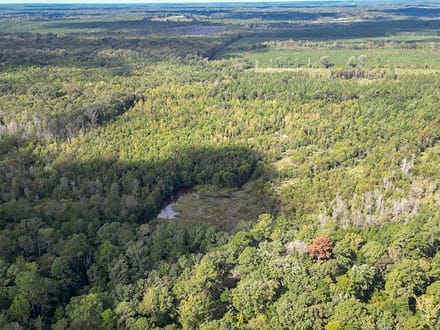 JO248 - Jasper County Land & Timber Sale Bid 