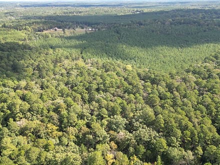JO248 - Jasper County Land & Timber Sale Bid 