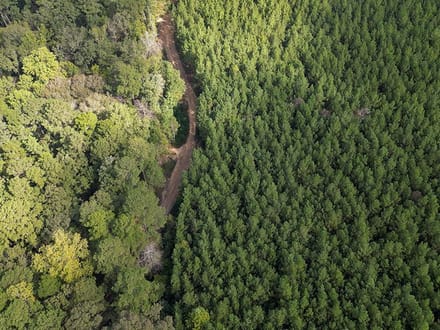 JO248 - Jasper County Land & Timber Sale Bid 