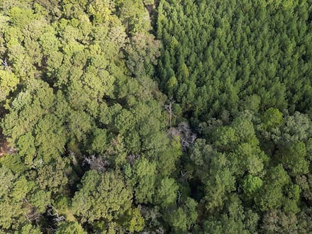 JO248 - Jasper County Land & Timber Sale Bid 