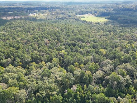 JO248 - Jasper County Land & Timber Sale Bid 