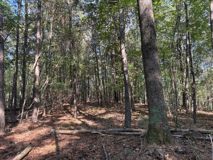 31 ac Hwy 278 Winston County