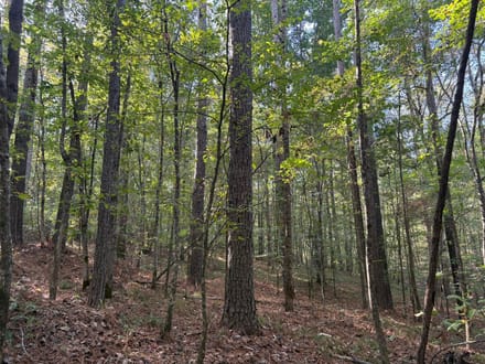 31 ac Hwy 278 Winston County