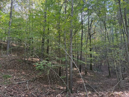 31 ac Hwy 278 Winston County
