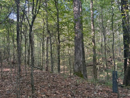 31 ac Hwy 278 Winston County