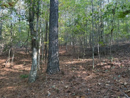 31 ac Hwy 278 Winston County