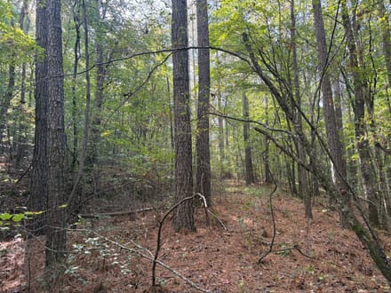 31 ac Hwy 278 Winston County