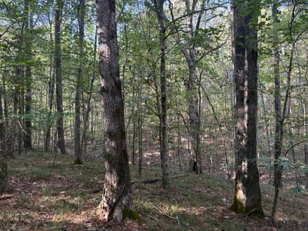 31 ac Hwy 278 Winston County
