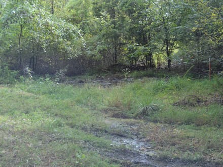 136+/- Acres of Ozark Beauty | Pasture, Spring & Stunning Views