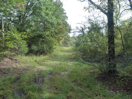 136+/- Acres of Ozark Beauty | Pasture, Spring & Stunning Views