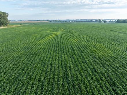 163.4 +/- Acres, Graham Lakes Township, Nobles County, MN