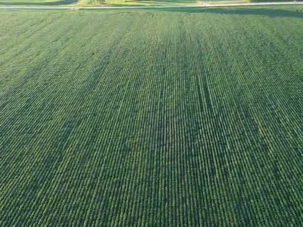 150.38 +/- Acres, Brighton Township, Nicollet County, MN
