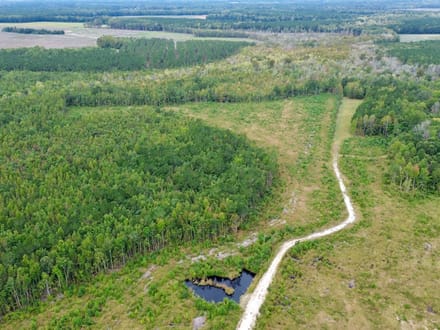 Bertie County Recreational Timber Tract