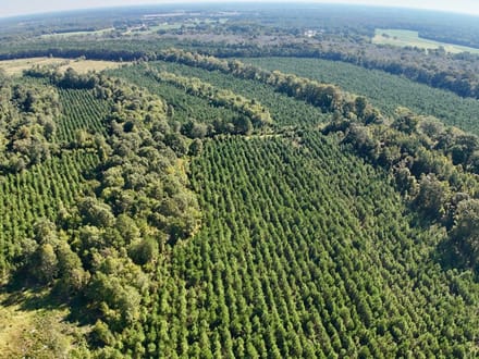 Neuse River Recreational Timber Tract