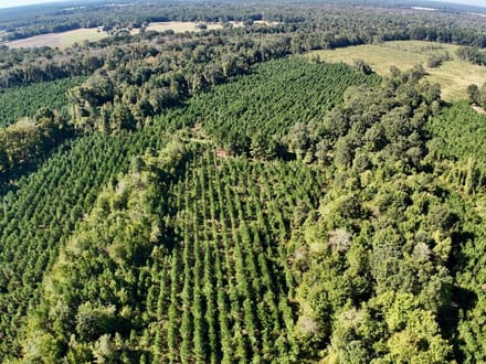 Neuse River Recreational Timber Tract