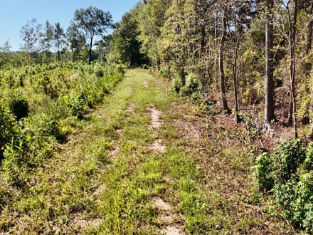 Neuse River Recreational Timber Tract