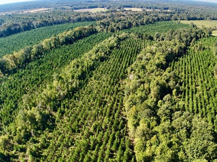 Neuse River Recreational Timber Tract