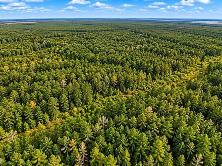 Trophy Black Bear Hunting Tract