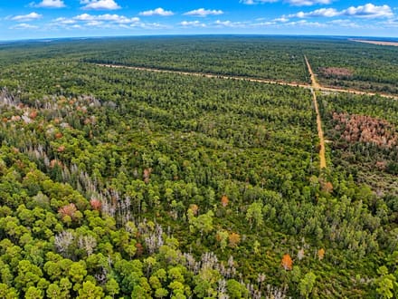 Trophy Black Bear Hunting Tract