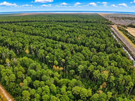 Trophy Black Bear Hunting Tract