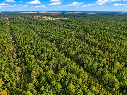 Trophy Black Bear Hunting Tract