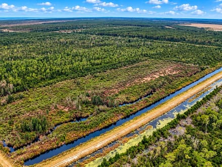Trophy Black Bear Hunting Tract
