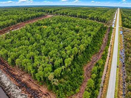 Trophy Black Bear Hunting Tract