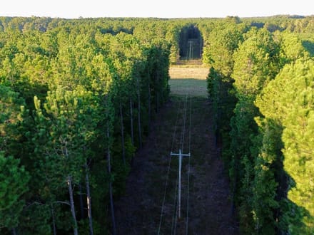 Bertie Timber Tract 