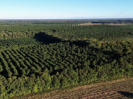 Bertie Timber Tract 