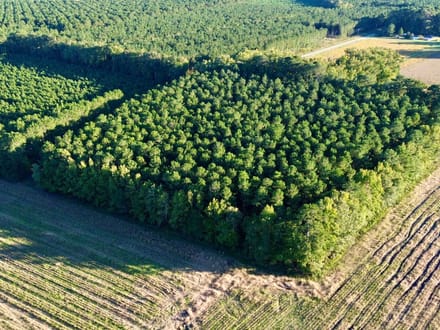 Bertie Timber Tract 