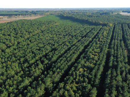 Bertie Timber Tract 