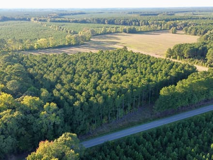 Bertie Timber Tract 