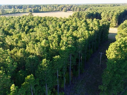 Bertie Timber Tract 
