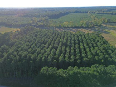 Bertie Timber Tract 