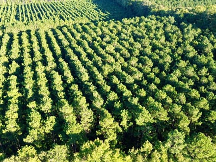 Bertie Timber Tract 