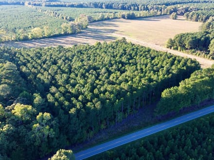 Bertie Timber Tract 