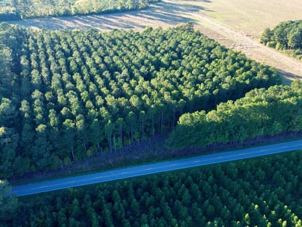 Bertie Timber Tract 