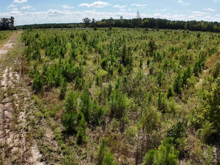 Northampton County Timber Recreational Tract