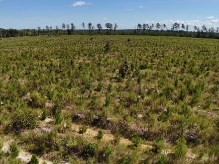 Northampton County Timber Recreational Tract
