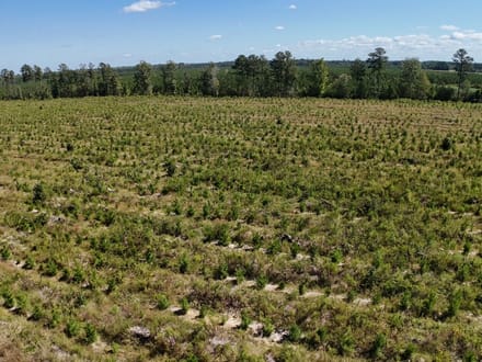 Northampton County Timber Recreational Tract