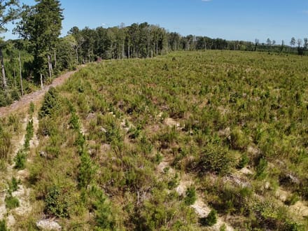 Northampton County Timber Recreational Tract